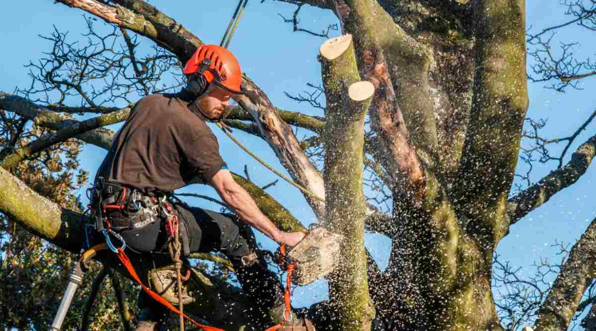 Why Do You need a Pruning Saw for Your Tree Surgery Business?