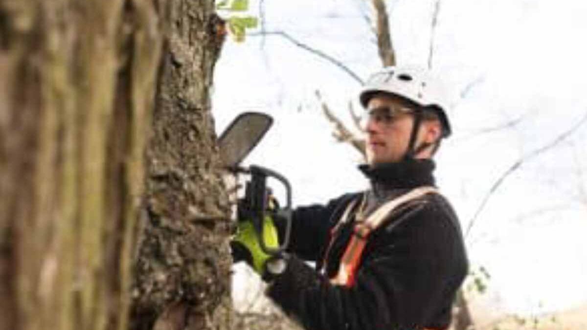 Why Do You need a Pruning Saw for Your Tree Surgery Business?