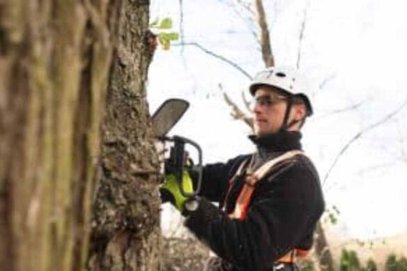 tree surgery business